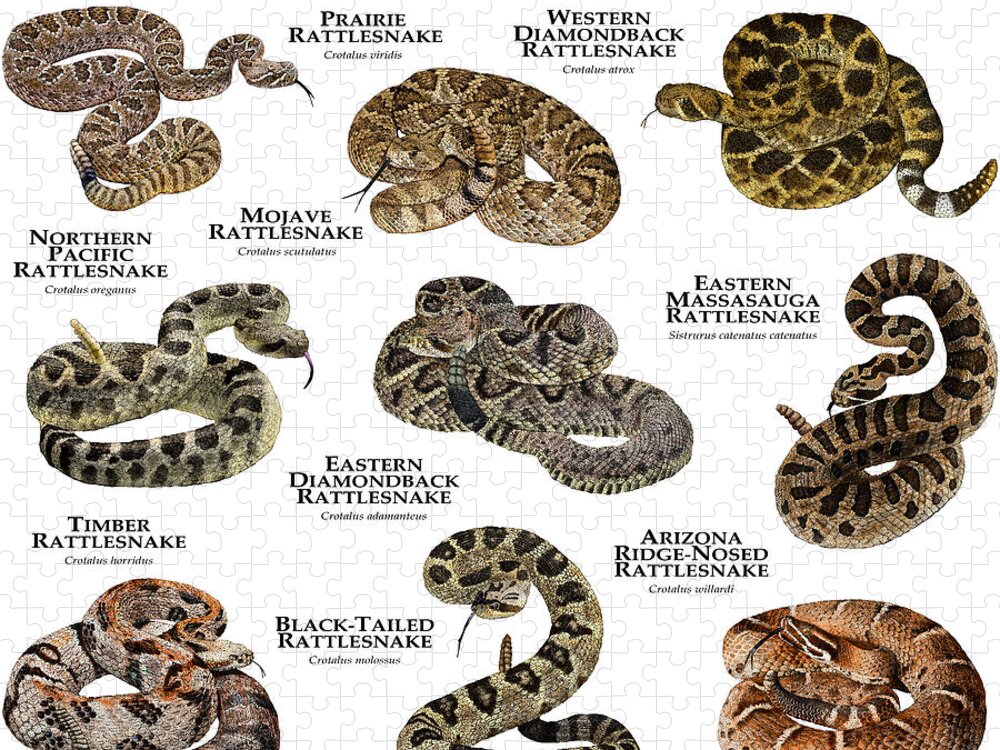Animal Jigsaw Puzzle featuring the photograph Rattlesnakes Of North America by Roger Hall