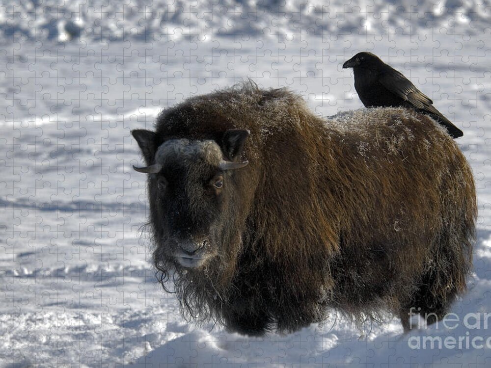 Animal Jigsaw Puzzle featuring the photograph Raven On Muskox by Mark Newman