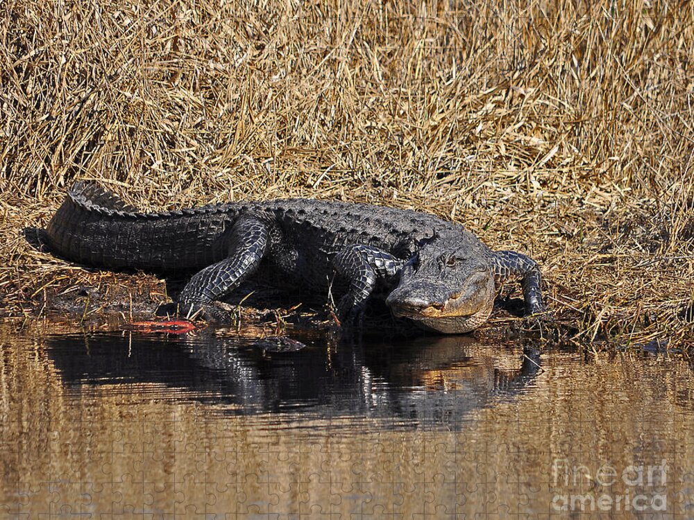 Alligator Jigsaw Puzzle featuring the photograph Ravenous Reptile by Al Powell Photography USA