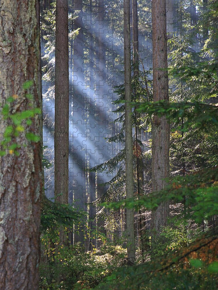 Sun Jigsaw Puzzle featuring the photograph Rays by Randy Hall