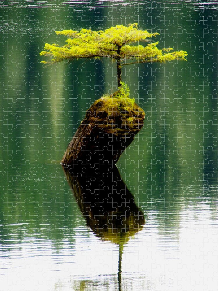 Tree Jigsaw Puzzle featuring the photograph Rebirth by Marilyn Wilson