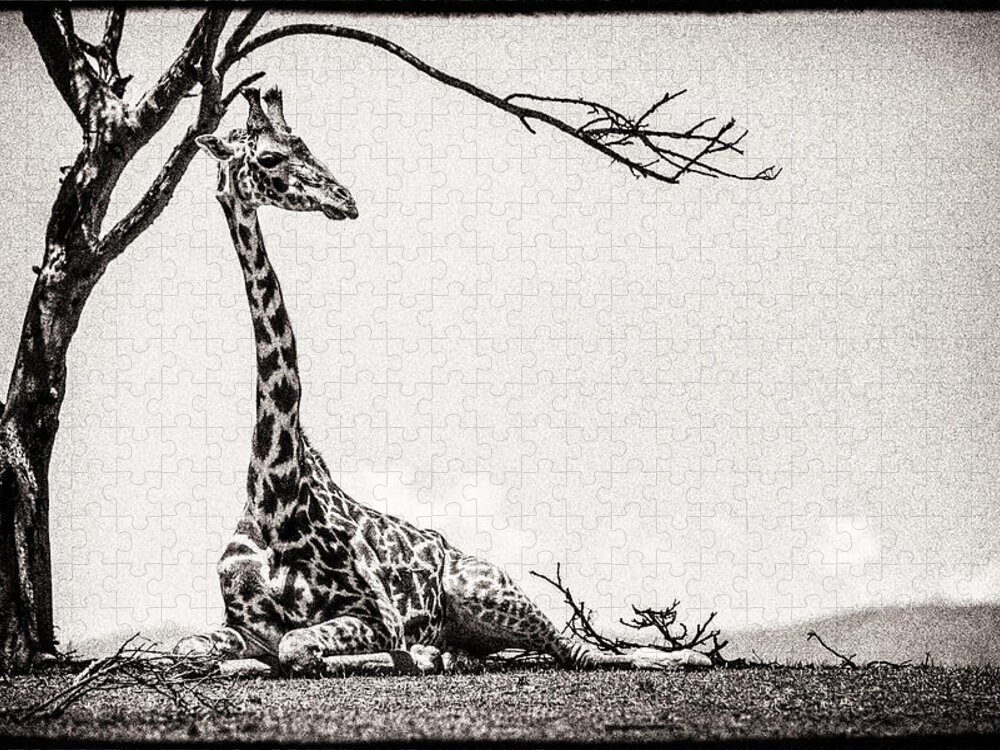 Africa Jigsaw Puzzle featuring the photograph Reclining Giraffe Sepia by Mike Gaudaur
