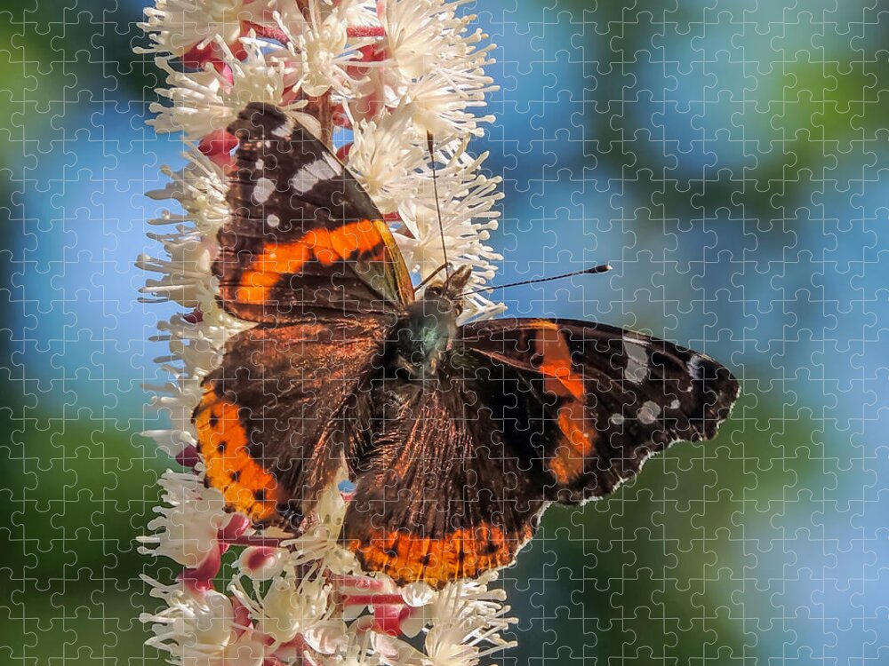 Nature Jigsaw Puzzle featuring the photograph Red Admiral by Robert Mitchell