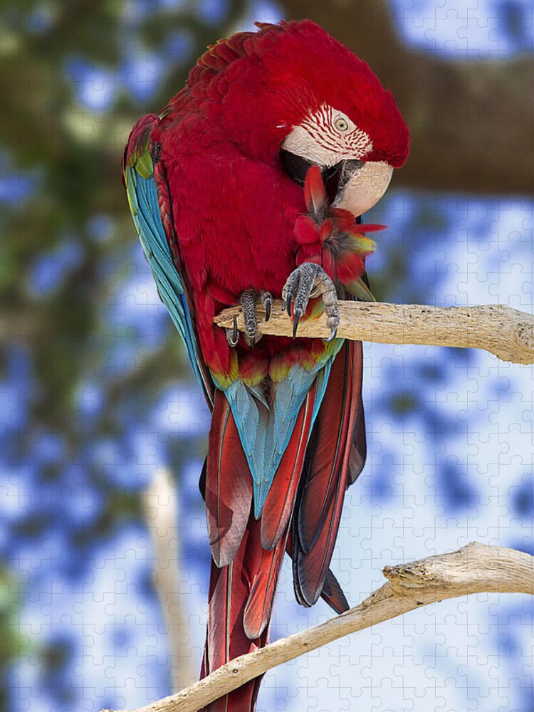 Bird Jigsaw Puzzle featuring the photograph Red and Green Macaw by Bill and Linda Tiepelman