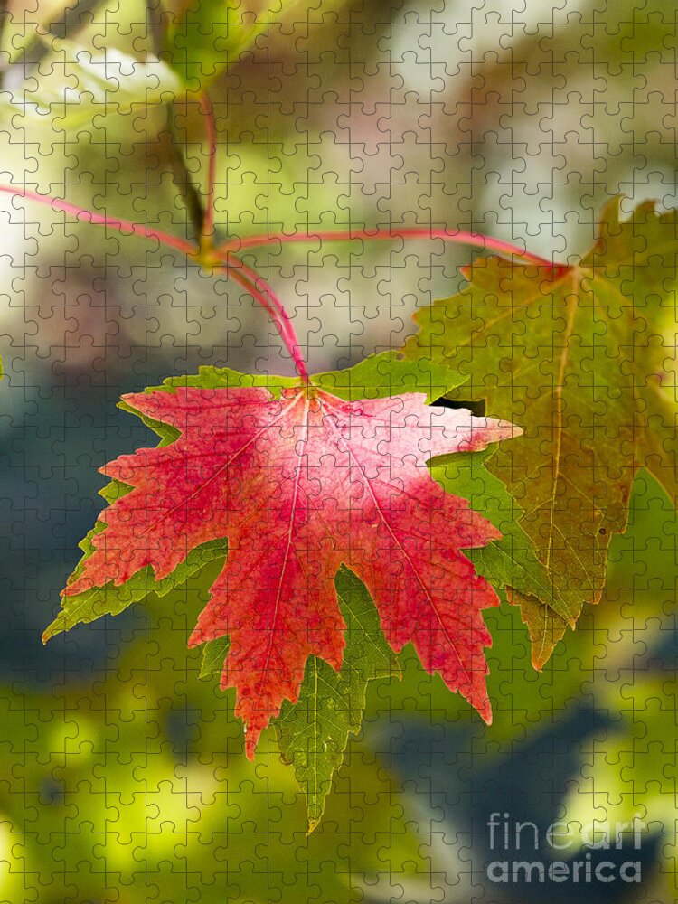 Arboretum Jigsaw Puzzle featuring the photograph Red And Green by Steven Ralser