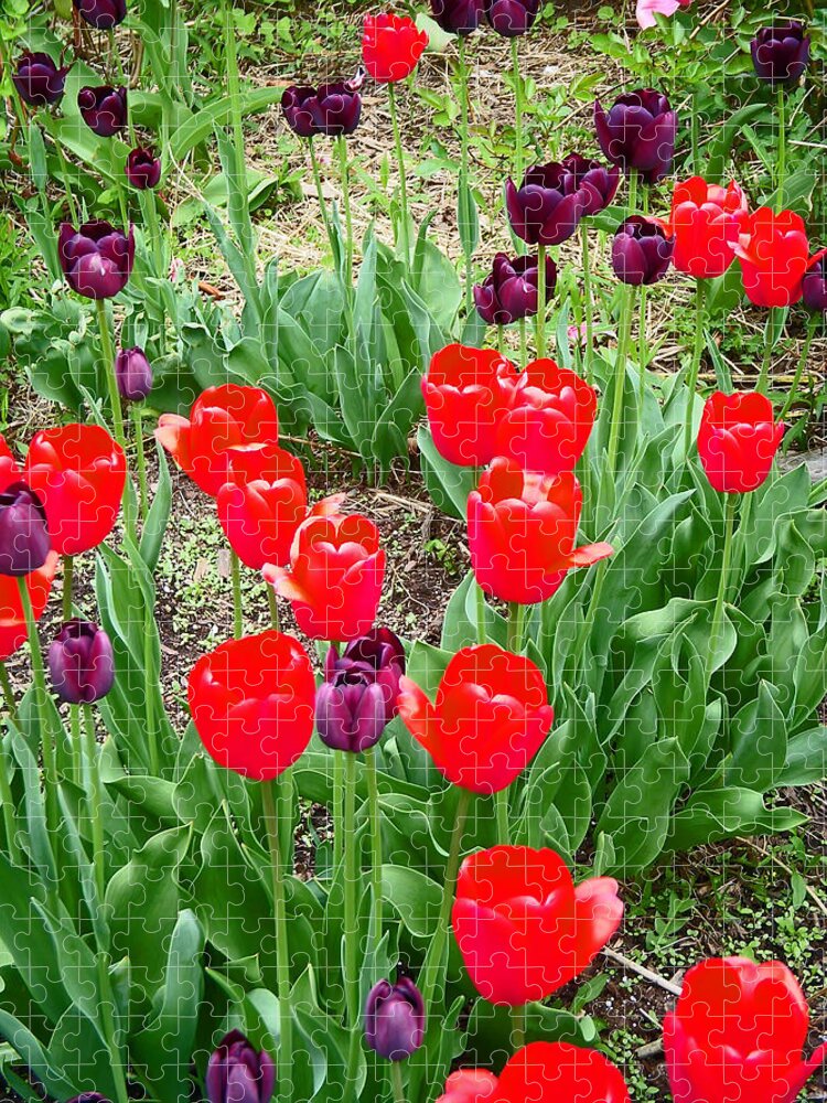 Red Tulips Jigsaw Puzzle featuring the photograph Red and Purple Tulips by Aimee L Maher ALM GALLERY