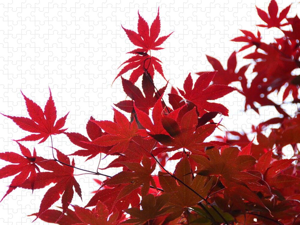 Foliage Jigsaw Puzzle featuring the photograph Red and White by Debra Martz