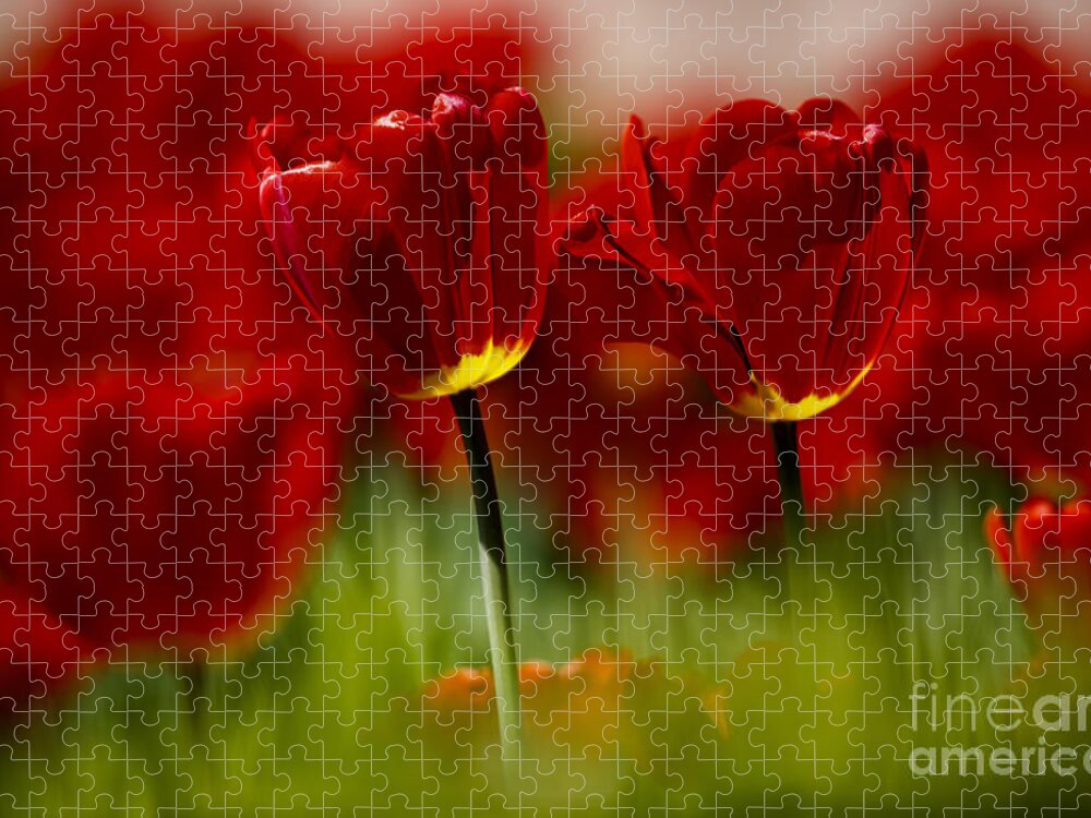 Tulip Jigsaw Puzzle featuring the photograph Red and Yellow Tulips by Nailia Schwarz
