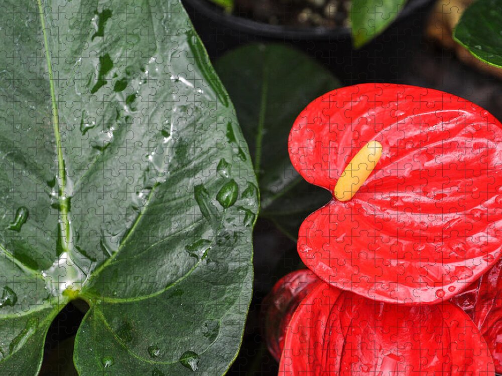 Anthuriums Jigsaw Puzzle featuring the photograph Red Anthurium Flower by Denise Bird