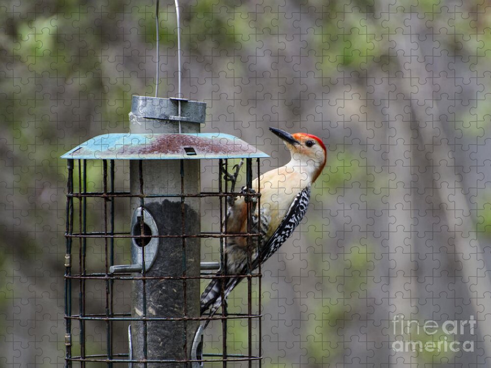 Red Bellied Woodpecker Jigsaw Puzzle featuring the photograph Red Bellied Woodpecker by Judy Wolinsky