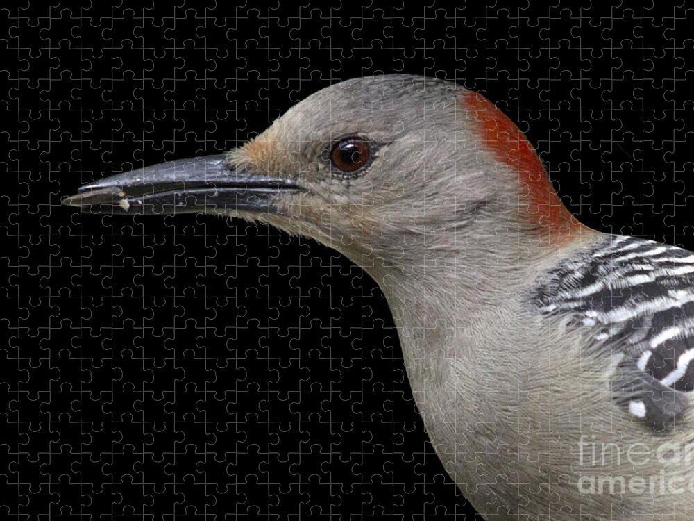 Red-bellied Woodpecker Jigsaw Puzzle featuring the photograph Red-bellied Woodpecker by Meg Rousher