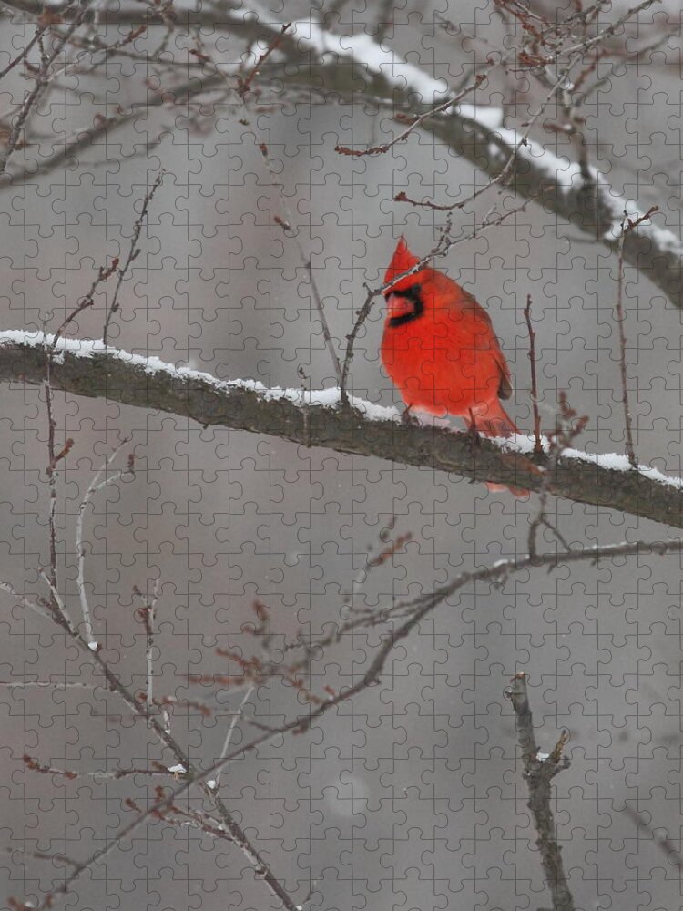Cardinal Jigsaw Puzzle featuring the photograph Red Bird by Coby Cooper