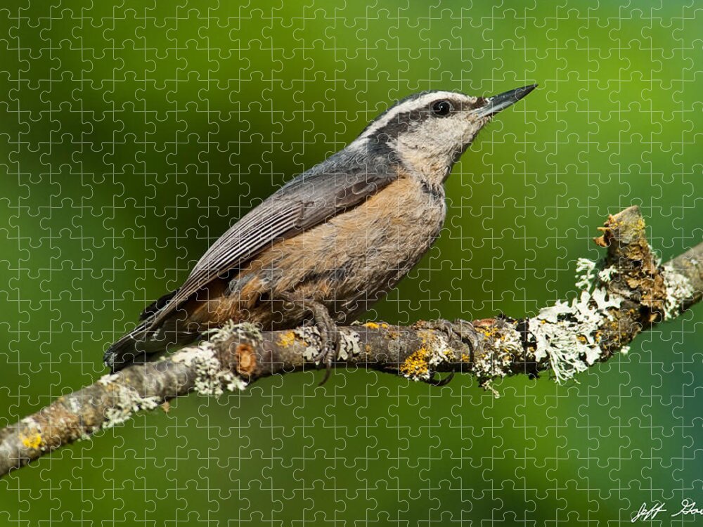 Animal Jigsaw Puzzle featuring the photograph Red Breasted Nuthatch in a Tree by Jeff Goulden