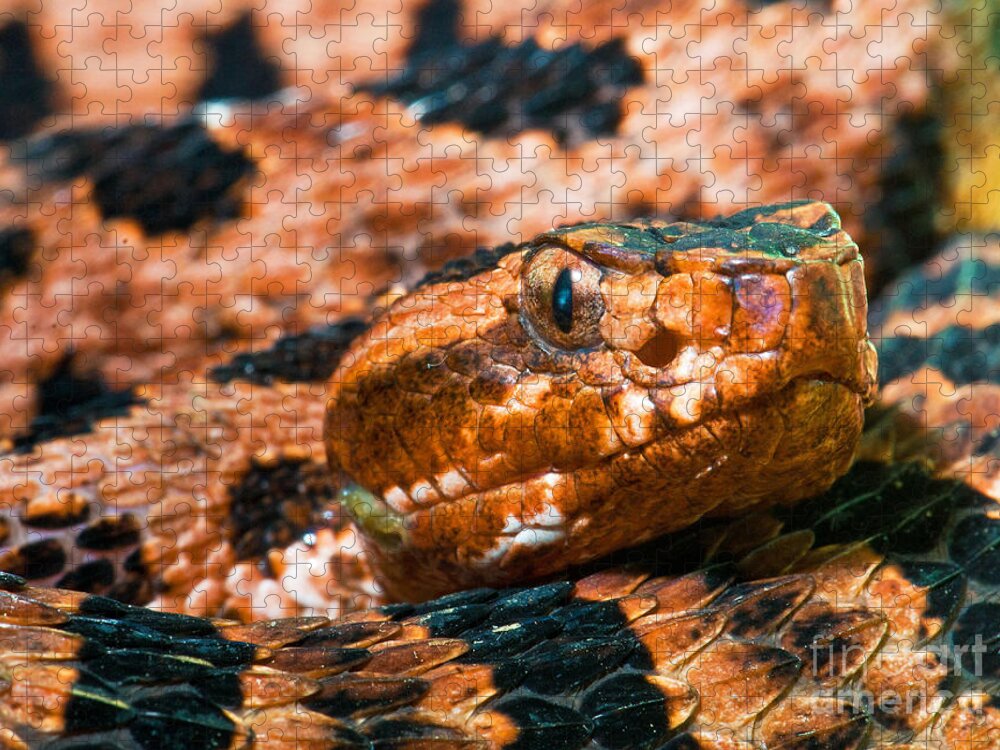 Animal Jigsaw Puzzle featuring the photograph Red Carolina Pygmy Rattlesnake by Millard H Sharp