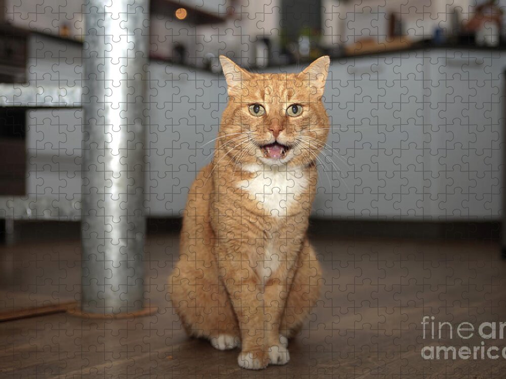 Animals Jigsaw Puzzle featuring the photograph Red cat miaowing by Patricia Hofmeester