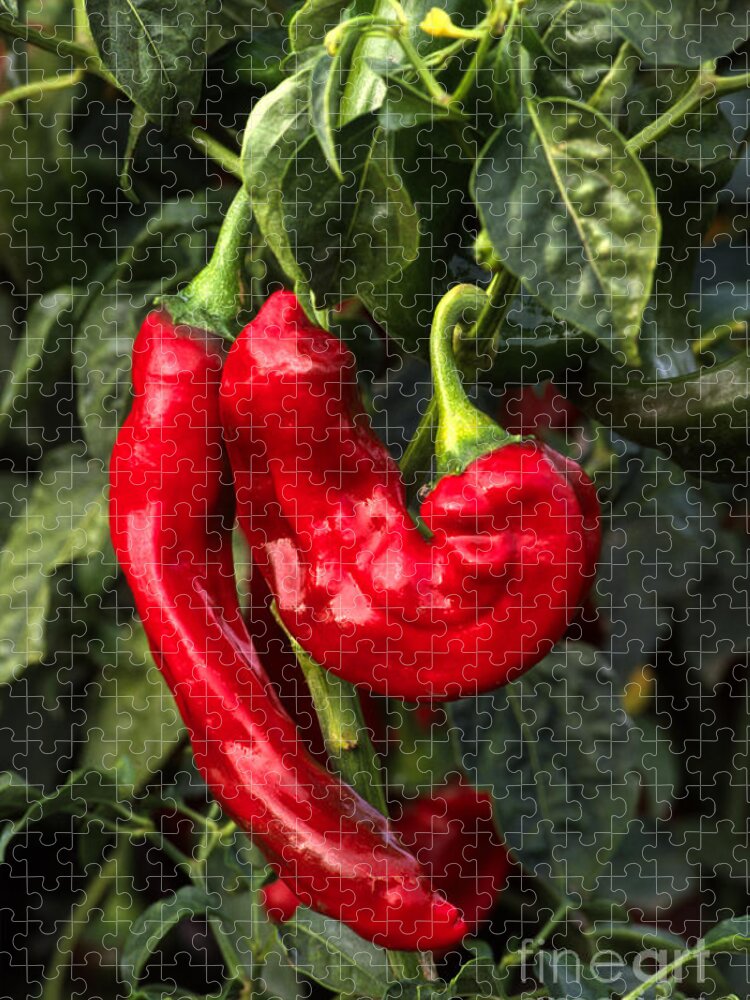 Agriculture_64-20 Jigsaw Puzzle featuring the photograph Red Chilaca Chilis by Craig Lovell