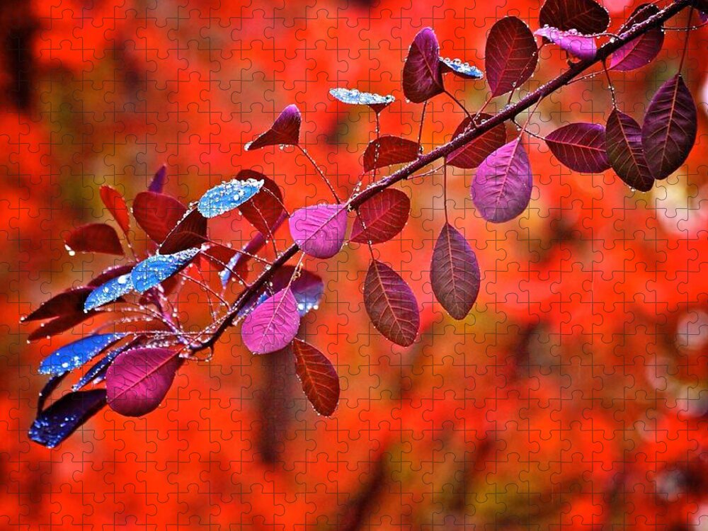 Smoke Bush Jigsaw Puzzle featuring the photograph Red colors in fall by Lynn Hopwood