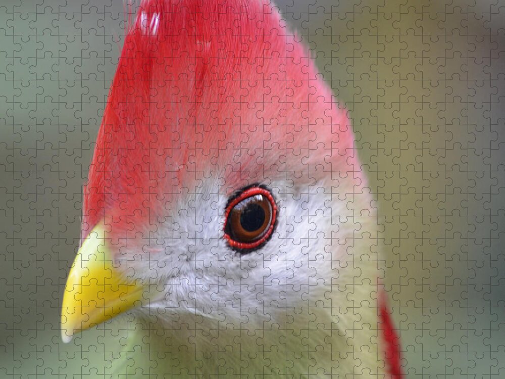 Bird Jigsaw Puzzle featuring the photograph Red Crested Turaco by Richard Bryce and Family
