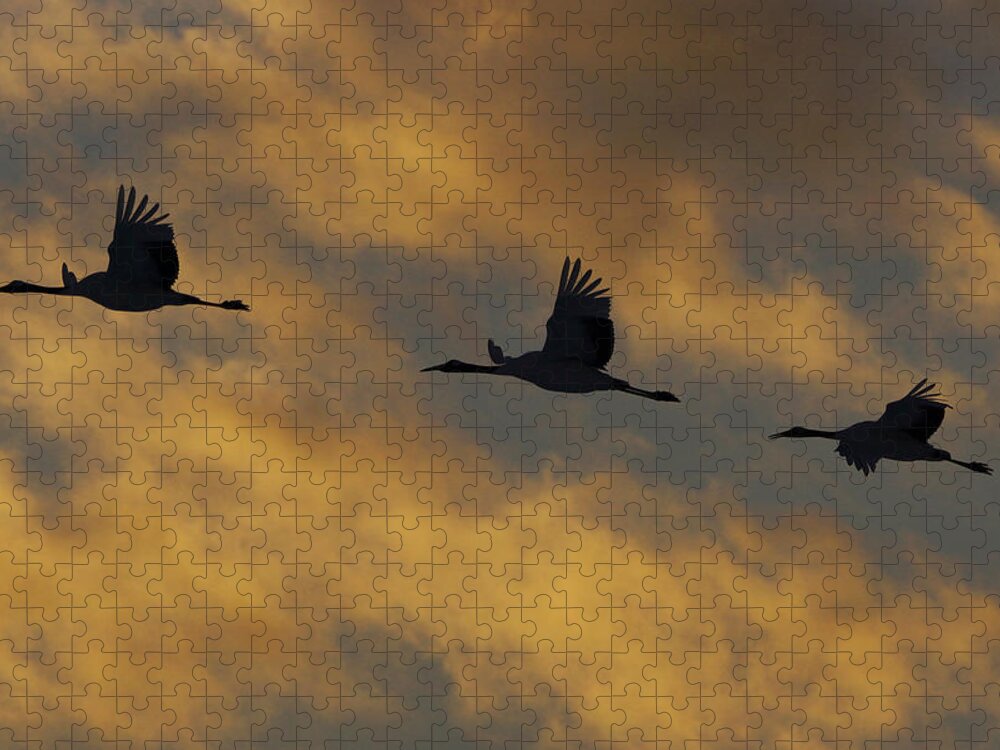 534261 Jigsaw Puzzle featuring the photograph Red-crowned Cranes Flying At Sunset by Hiroya Minakuchi