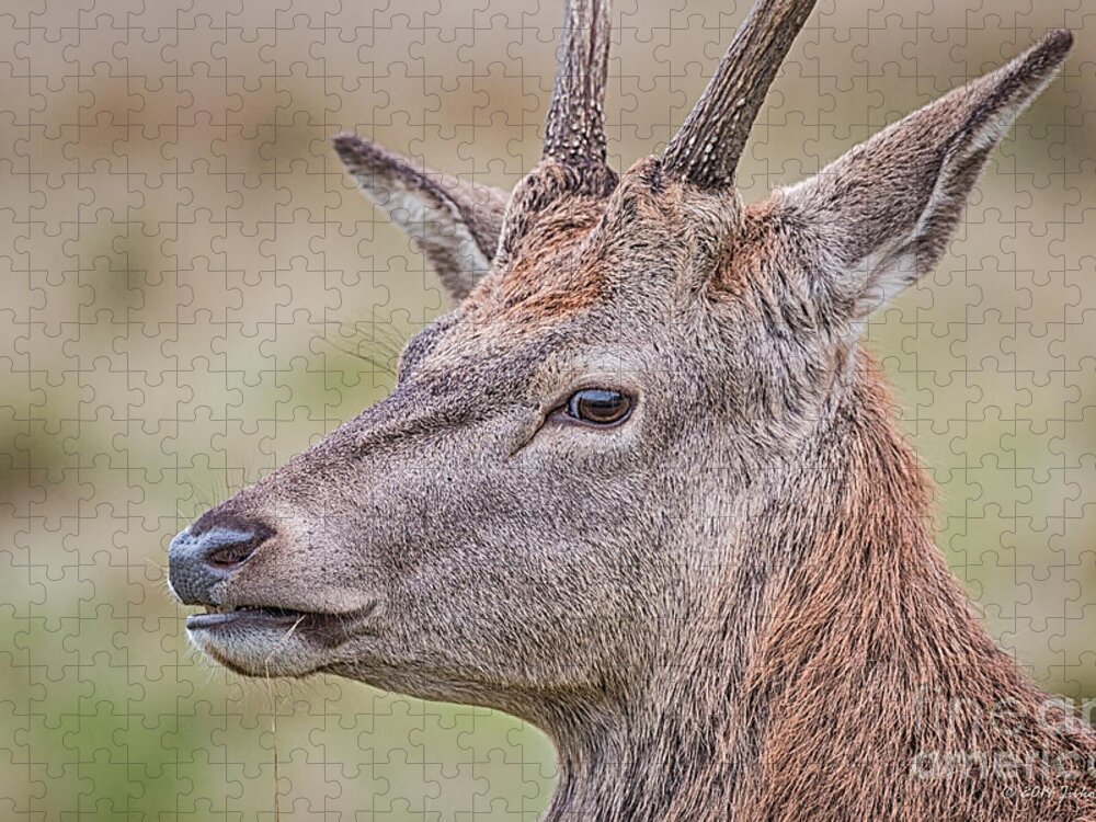 Cervidae Jigsaw Puzzle featuring the photograph Red Deer Portrait by Jivko Nakev