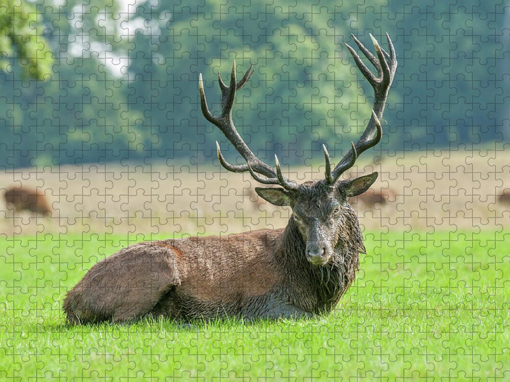 Grass Jigsaw Puzzle featuring the photograph Red Deer Stag by Jacky Parker Photography