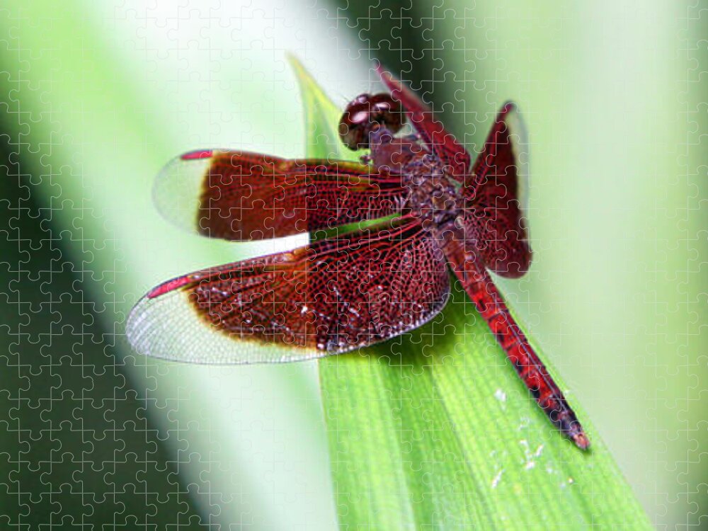 Dragonfly Jigsaw Puzzle featuring the photograph Red Dragon by Shoal Hollingsworth