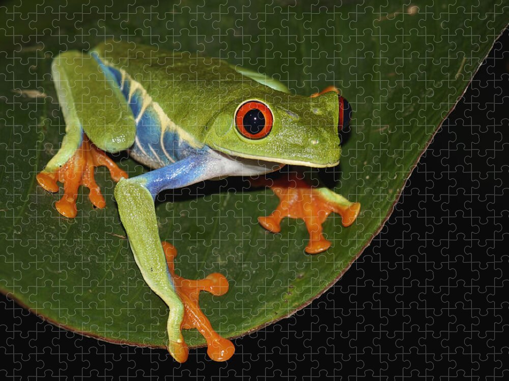 Feb0514 Jigsaw Puzzle featuring the photograph Red-eyed Tree Frog Costa Rica by Hiroya Minakuchi