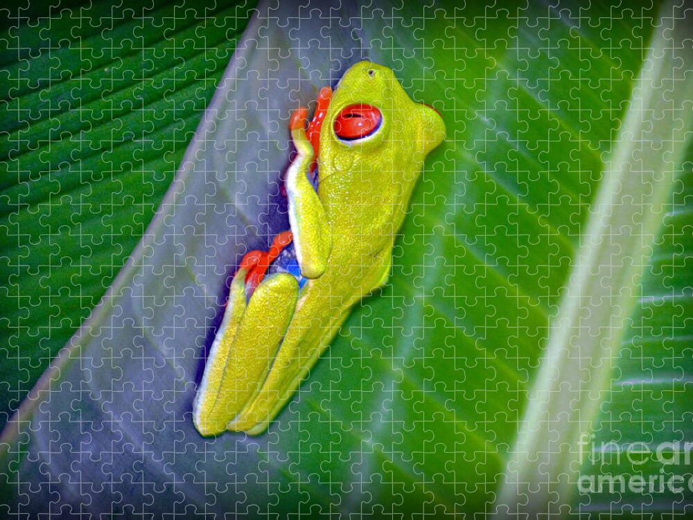 Redeyed Jigsaw Puzzle featuring the photograph Red-Eyed Tree Frog by Gary Keesler