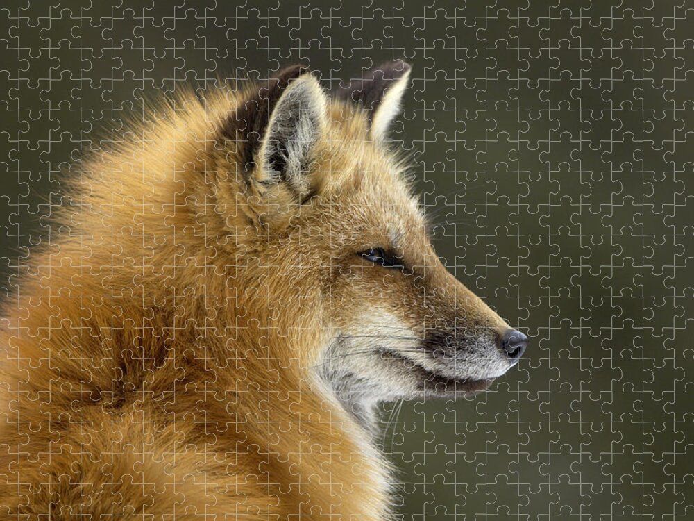 Flpa Puzzle featuring the photograph Sly Red Fox by Malcolm Schuyl