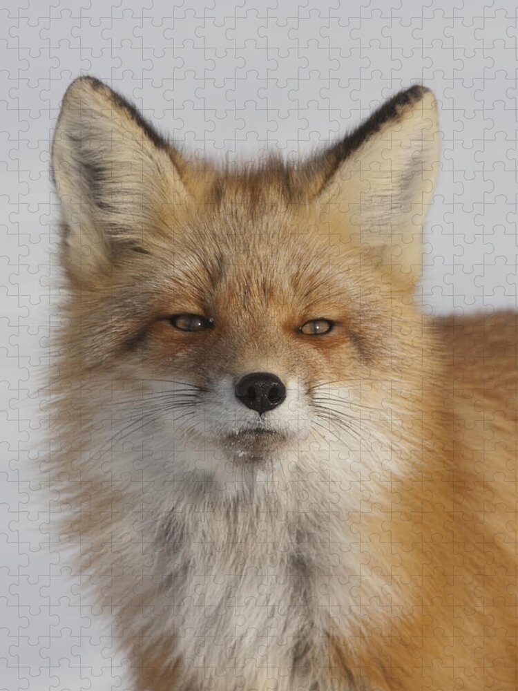 Feb0514 Jigsaw Puzzle featuring the photograph Red Fox Portrait Alaska by Michael Quinton