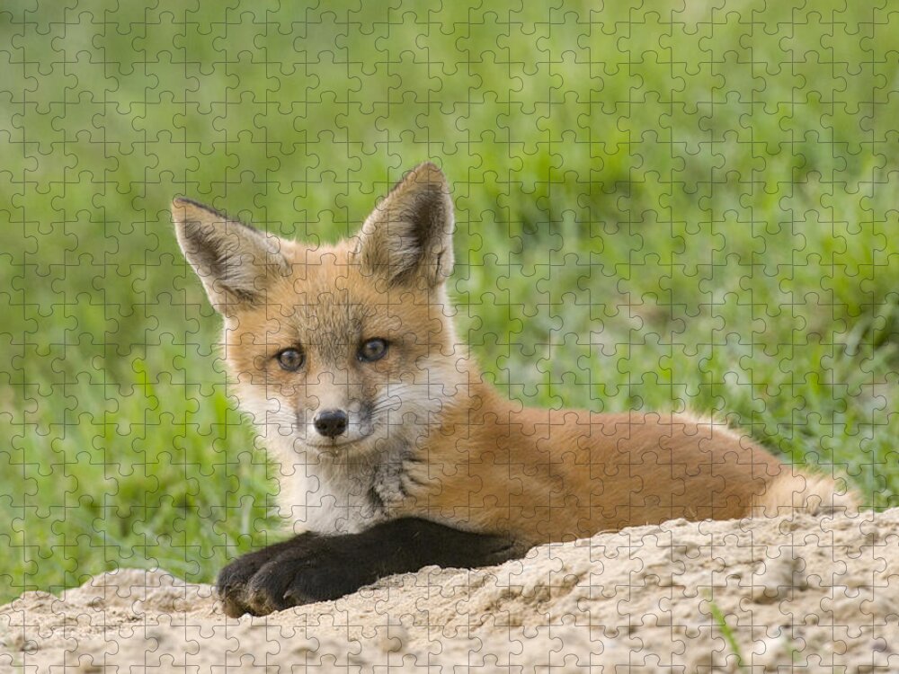 535724 Jigsaw Puzzle featuring the photograph Red Fox Resting by Steve Gettle