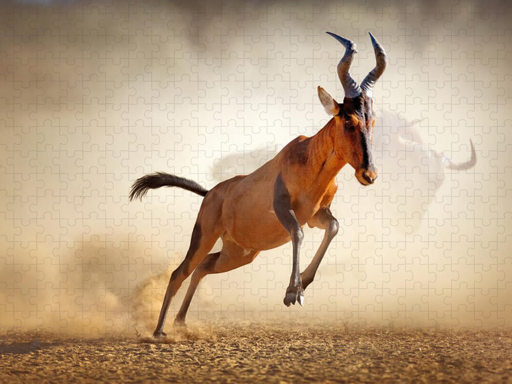 Hartebeest Jigsaw Puzzle featuring the photograph Red hartebeest running in dust by Johan Swanepoel