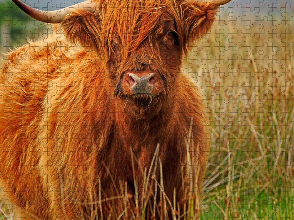Red Jigsaw Puzzle featuring the photograph Red Highland Cow by Louise Heusinkveld