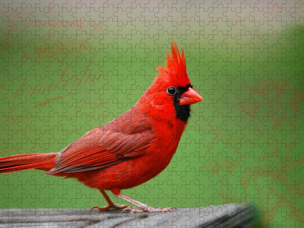 Red Bird Jigsaw Puzzle featuring the photograph Red It Is by Linda Segerson