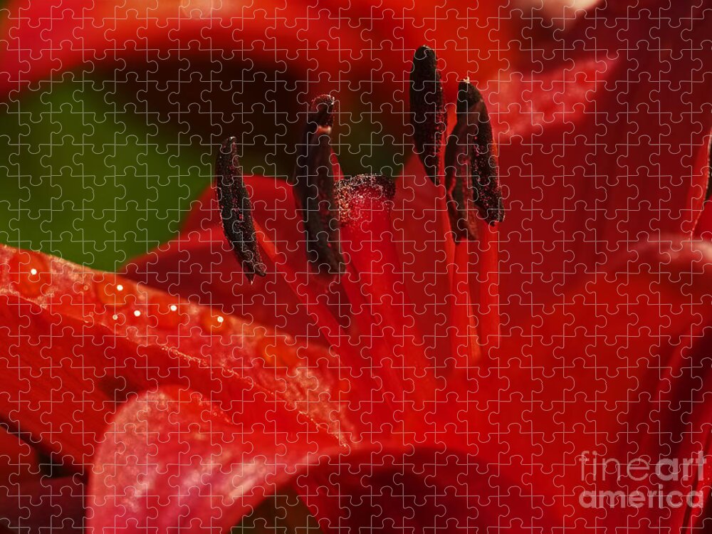 Red Lily Jigsaw Puzzle featuring the photograph Red Lily close by Sharon Talson