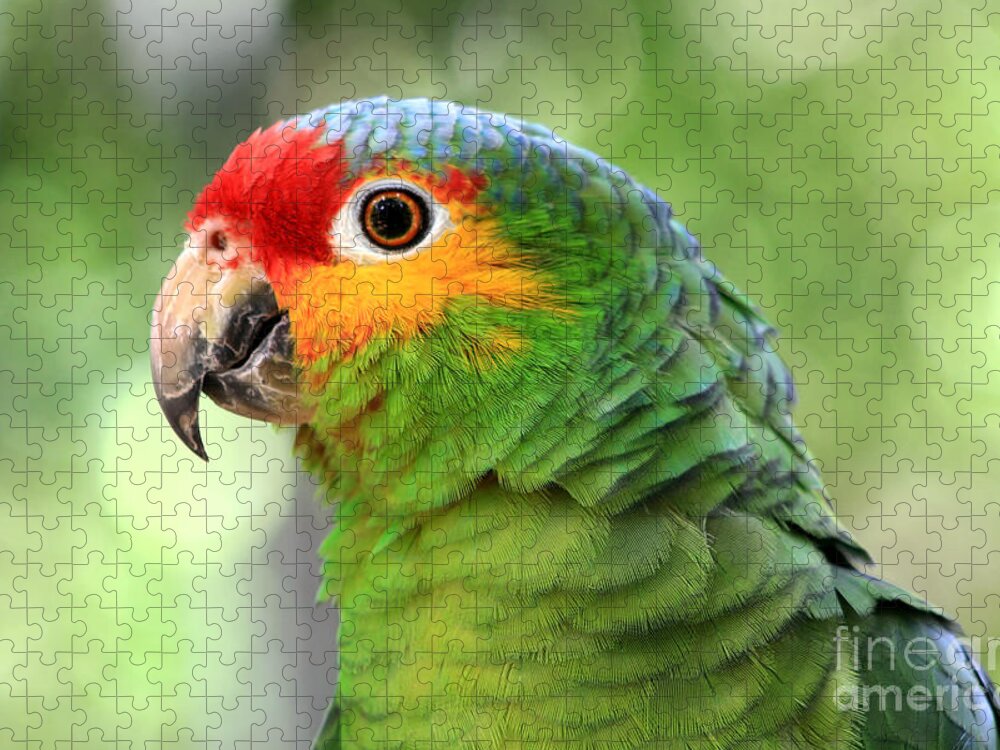 Animal Jigsaw Puzzle featuring the photograph Red-lored Amazon Parrot by Teresa Zieba