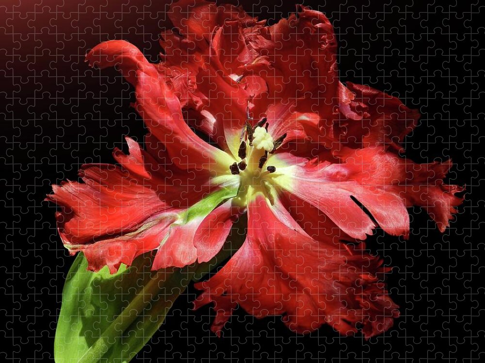 Natural Pattern Jigsaw Puzzle featuring the photograph Red Magic by Gitpix