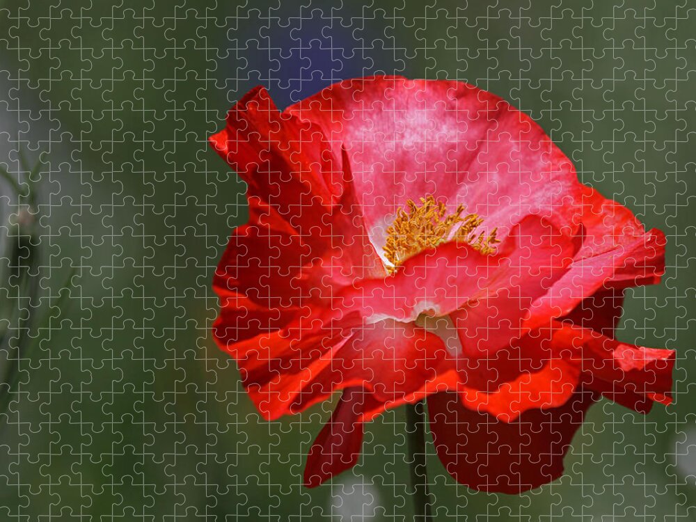 Flower Jigsaw Puzzle featuring the photograph Red Poppy by Juergen Roth