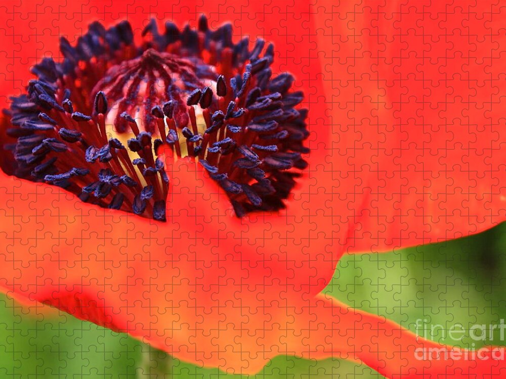Poppy Jigsaw Puzzle featuring the photograph Red Poppy by Linda Bianic