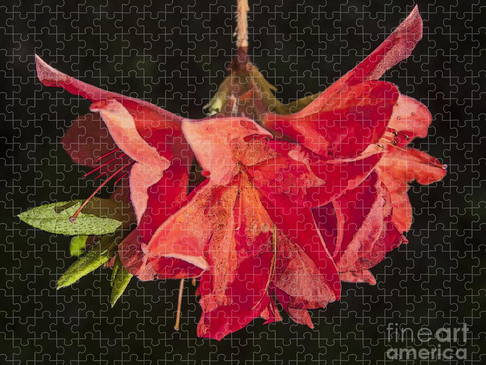 Red Jigsaw Puzzle featuring the digital art Red Rhododendron by Liz Leyden