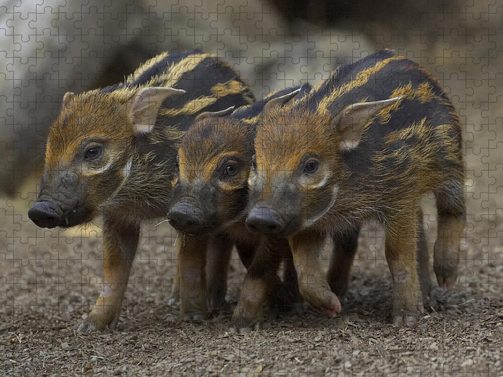 Feb0514 Jigsaw Puzzle featuring the photograph Red River Hog Piglet Trio by San Diego Zoo