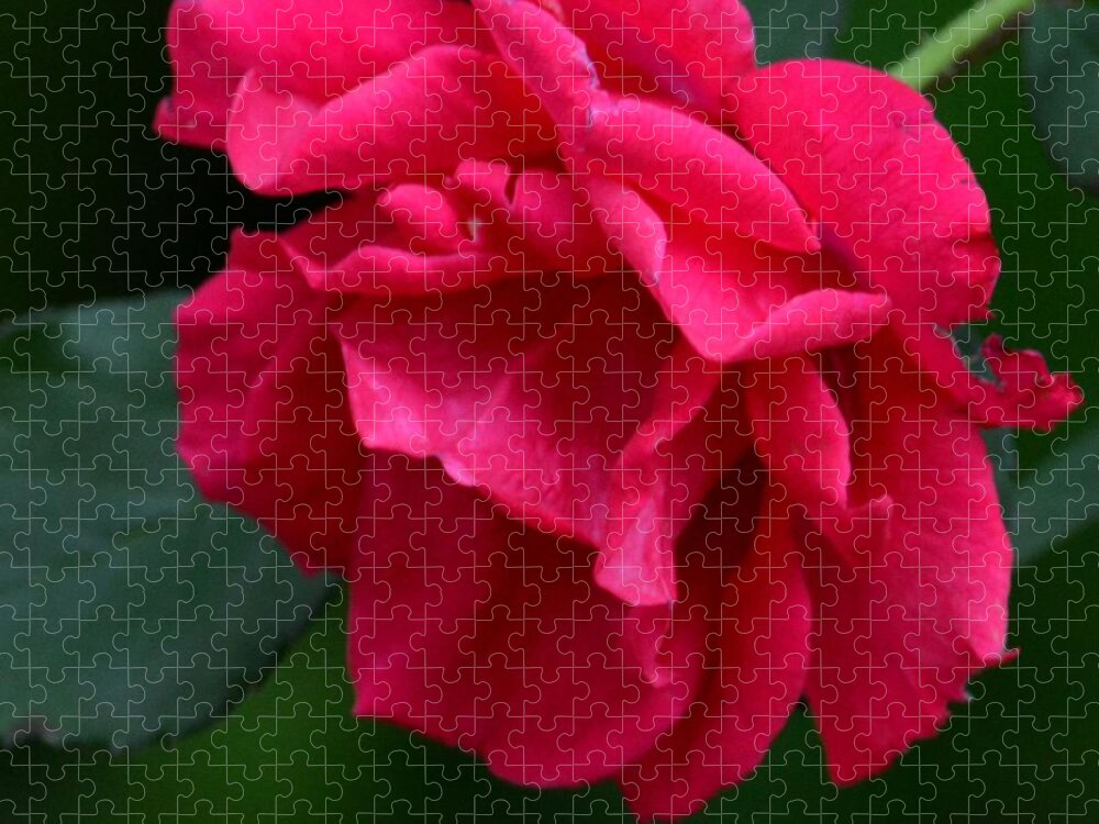 Red Rose 2013 Jigsaw Puzzle featuring the photograph Red Rose 2013 by Maria Urso