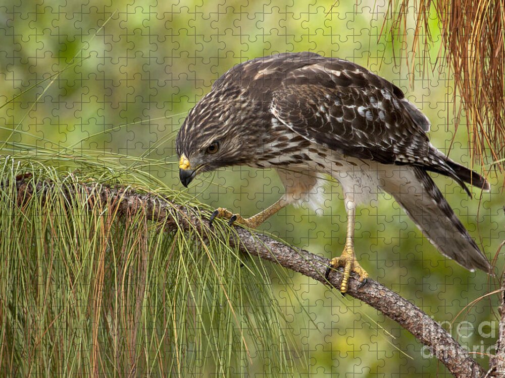 Red-shouldered Hawk Jigsaw Puzzle featuring the photograph Red Shouldered Hawk Photo by Meg Rousher