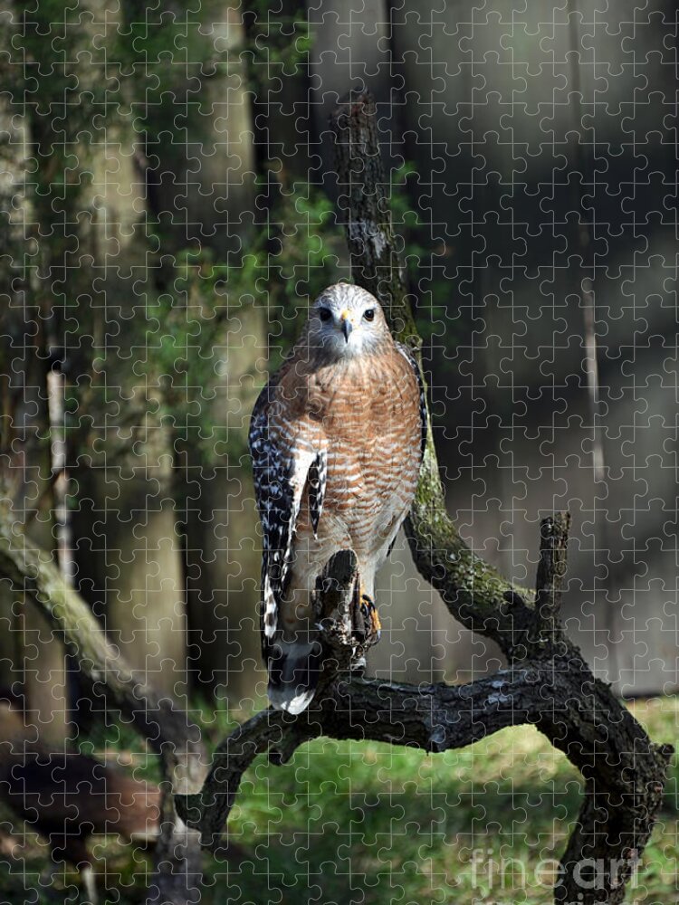 Red-shoulder Hawk Jigsaw Puzzle featuring the photograph Red Shouldered-Hawk by Robert Meanor