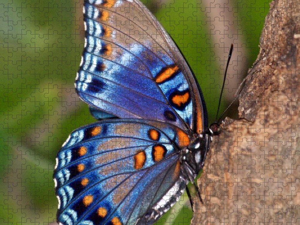 Butterfly Jigsaw Puzzle featuring the photograph Red Spotted Purple Butterfly by Sandy Keeton