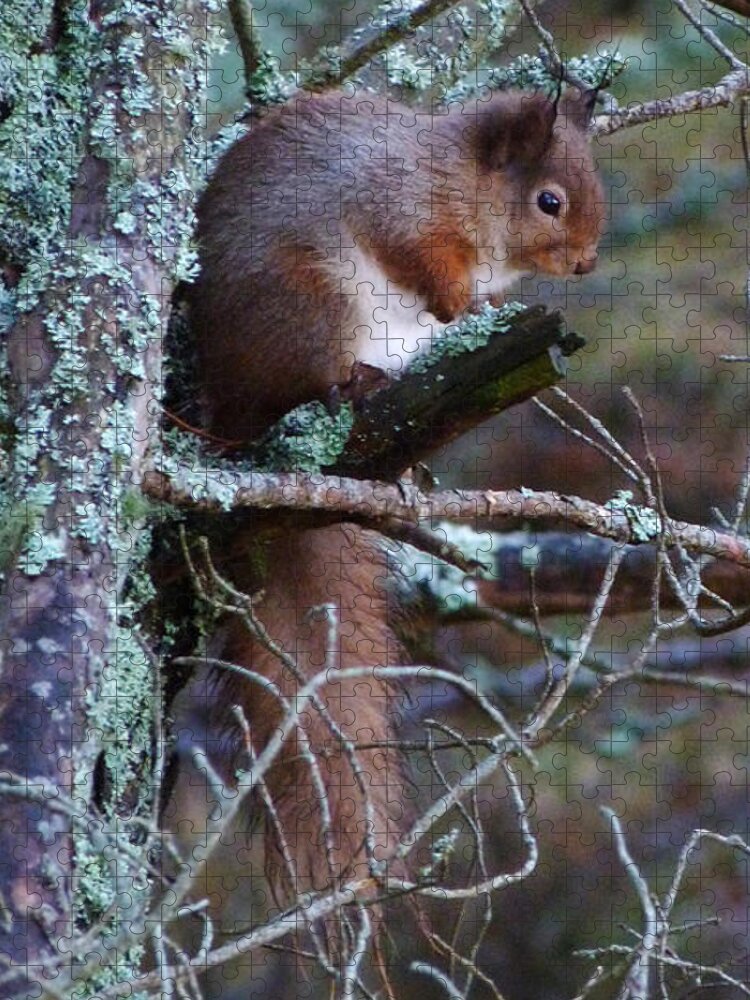 Red Squirrel Jigsaw Puzzle featuring the photograph Red Squirrel on Pine Tree by Phil Banks