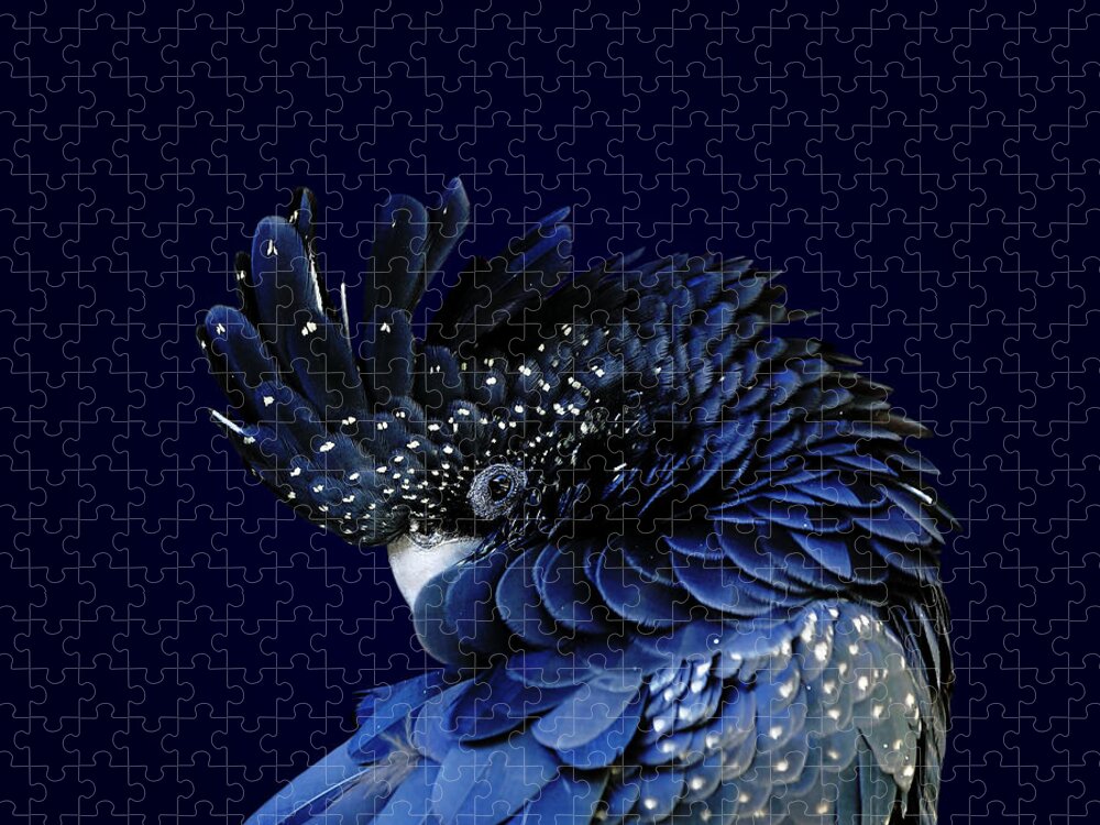 Fort Worth Jigsaw Puzzle featuring the photograph Red-tailed Black Cockatoo by © Debi Dalio