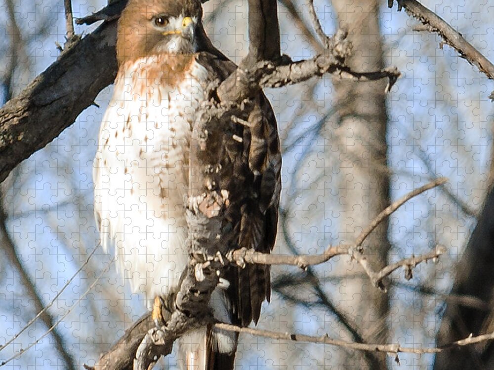 Standing Bear Jigsaw Puzzle featuring the photograph Red-tailed Hawk Looking by Ed Peterson
