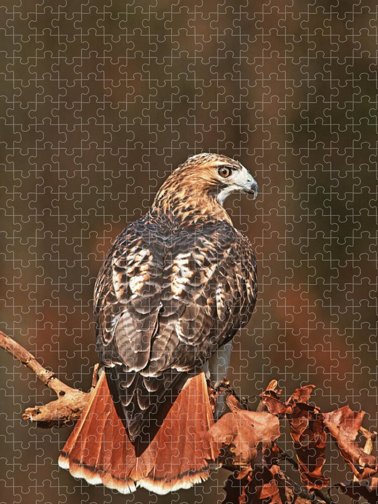Feb0514 Jigsaw Puzzle featuring the photograph Red-tailed Hawk New York by Tom Vezo