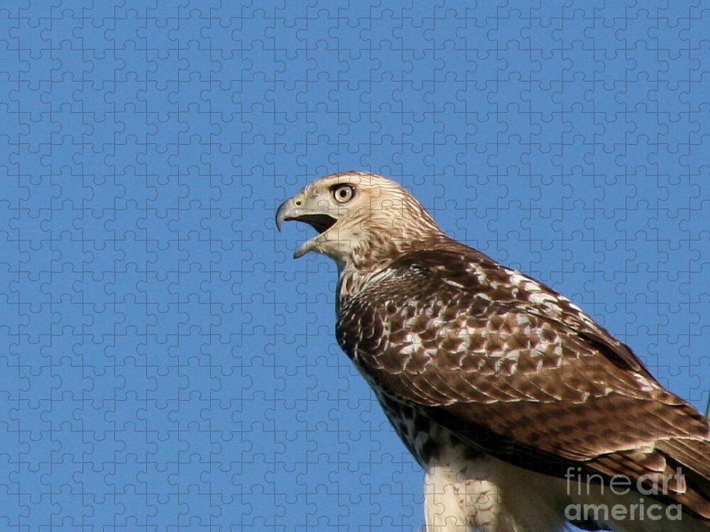 Hawk Jigsaw Puzzle featuring the photograph Red Tailed Hawk October Portrait by Neal Eslinger